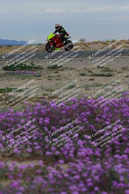 media/Jan-14-2023-SoCal Trackdays (Sat) [[497694156f]]/Turn 14 Exit Bloomig (145pm)/
